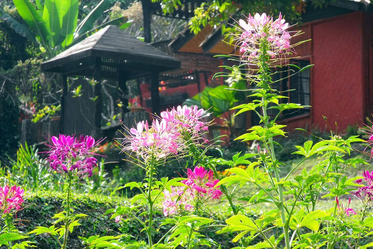Mae Sa Valley Garden Resort Chiang Mai Eksteriør billede